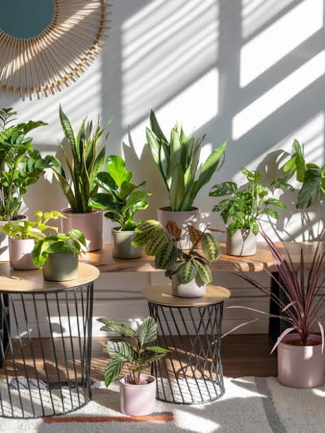 Espacio para un jardín saludable