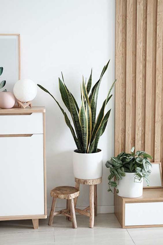 plantas en dormitorio